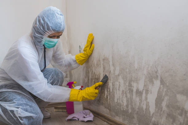 Trusted Washington Heights, NY Mold Removal Experts