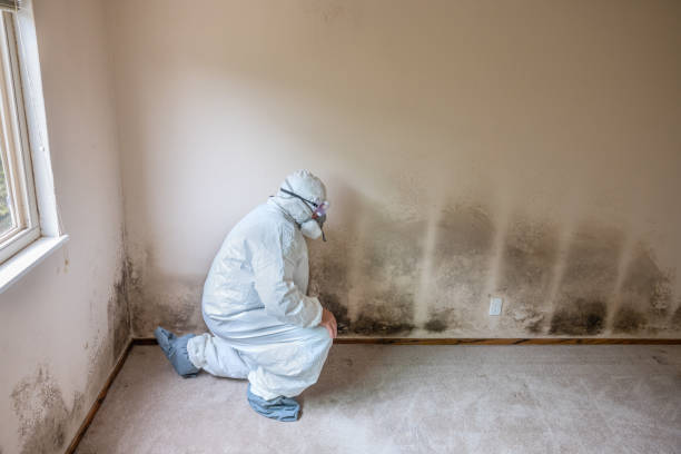 Best Industrial Mold Remediation  in Washington Heights, NY