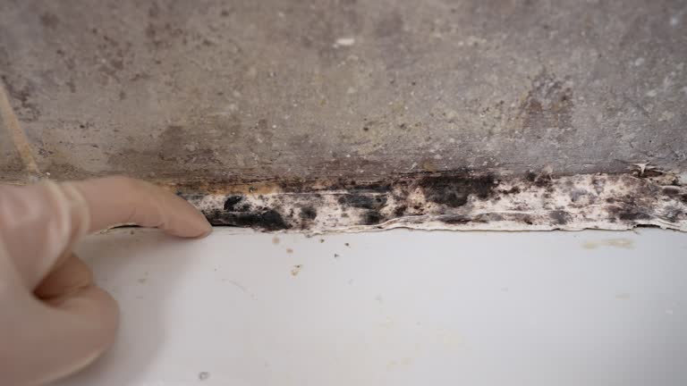 Mold Odor Removal Services in Washington Heights, NY